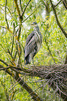 grey heron sit in trees