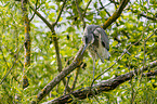 grey heron sit in trees