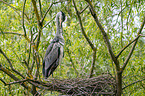 grey heron sit in trees
