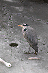 grey heron