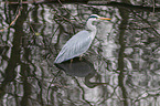 grey heron