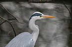 grey heron