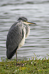 grey heron