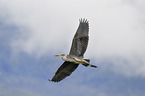 grey heron