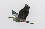 grey heron