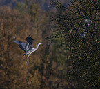 grey heron