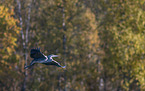 grey heron