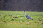 grey heron