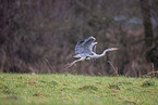 grey heron