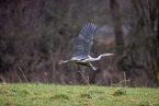 grey heron