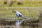 grey heron