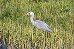 grey heron