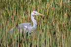 grey heron