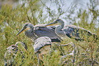 grey heron