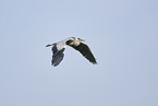 grey heron