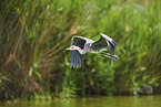 grey heron