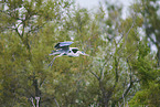 grey heron