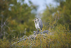 grey heron