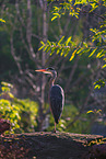 grey heron