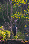 grey heron
