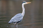 grey heron