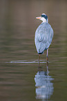 grey heron