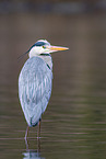 grey heron