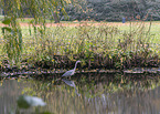 grey heron