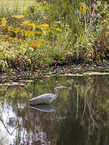 grey heron