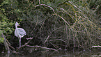 grey heron