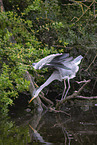 grey heron