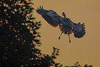 grey heron