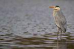 grey heron