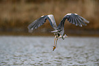 grey heron