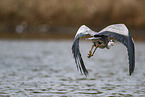 grey heron