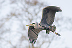 grey heron