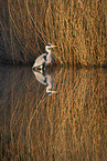 grey heron