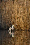 grey heron
