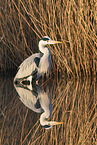 grey heron