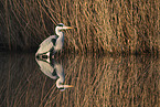 grey heron