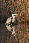 grey heron