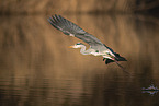 grey heron
