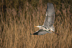 grey heron