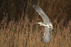 grey heron