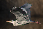 grey heron