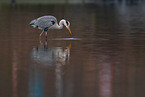 grey heron