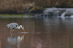 grey heron