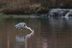 grey heron