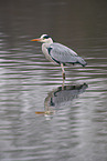 grey heron