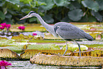 grey heron